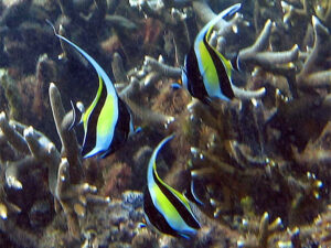 Angelfish on Naitauba reef