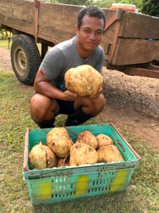 Bumper crop of kumala