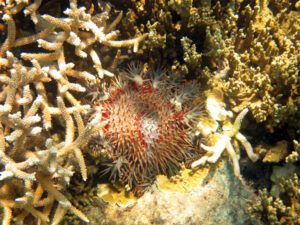 Crown of thorns starfish
