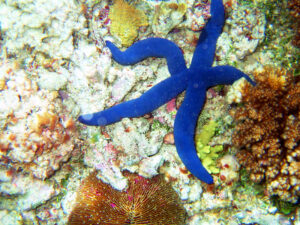 Blue starfish on Naitauba reef