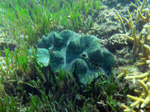 Giant clam on Naitauba reef