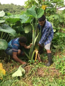 Harvesting dalo ni tana