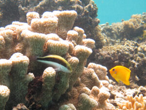 Hawkfish on Naitauba reef