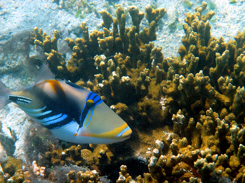 Triggerfish on Naitauba reef