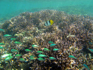 Fish on Naitauba reef