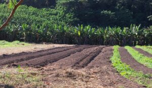 Land prepared for planting cassava