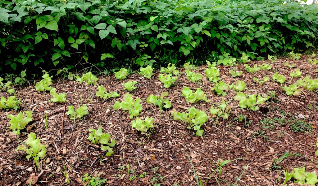 Lettuce and mung beans