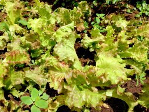 Lettuce growing well