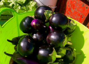 Starlight eggplant