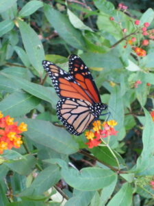 Monarch butterfly