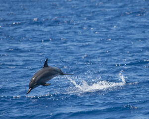 Dolphin