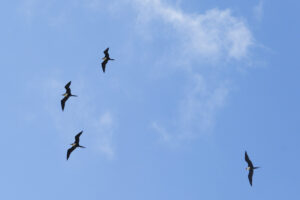 Frigate birds