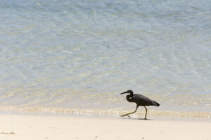 Pacific reef heron
