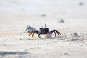 Sand crab