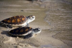 Baby sea turtles