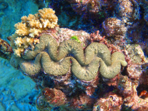 Coral on Naitauba reef