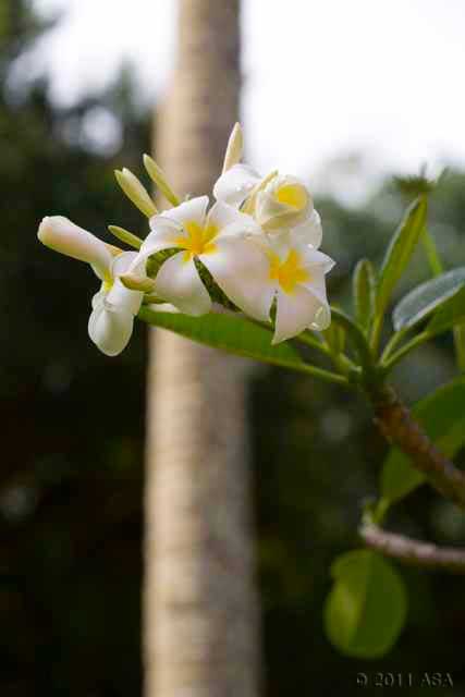 Plumeria (frangipani) flower