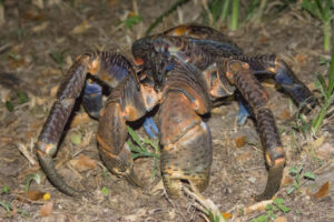 Coconut crab