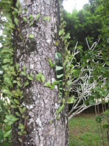 Iguana on tree trunk