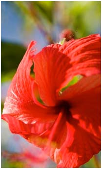 Hibiscus flower
