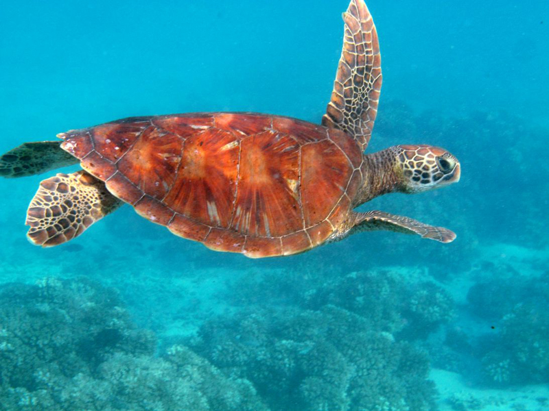 Hawksbill Turtle