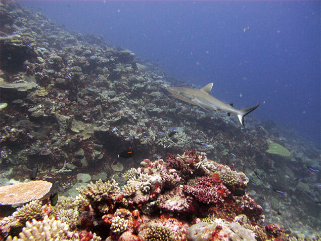 Shark outside Naitauba reef
