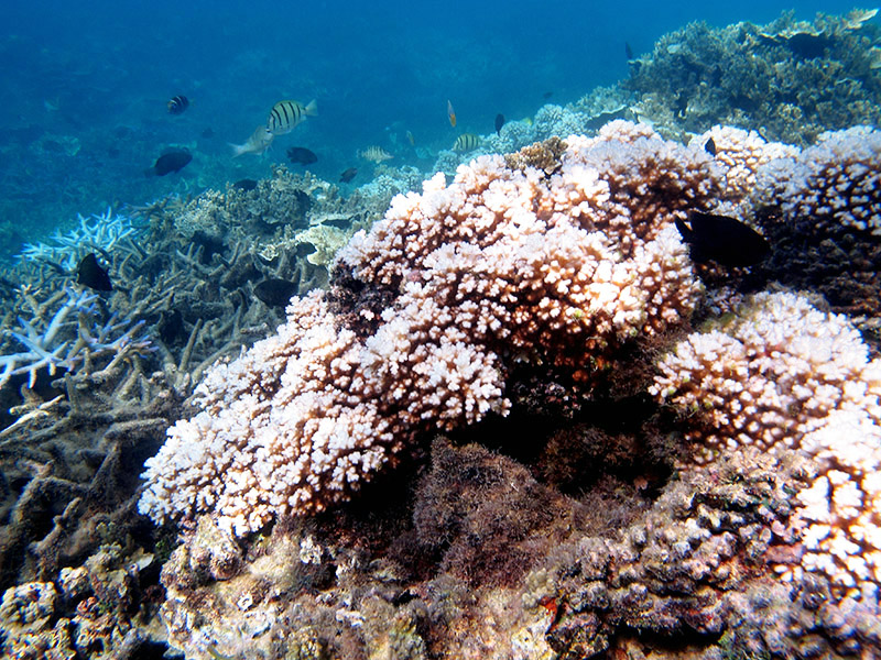 Bleached coral on Naitauba reef
