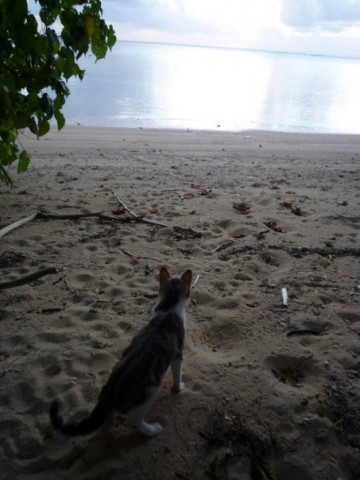 Lali, one of the Naitauba cats who passed away during the storm.