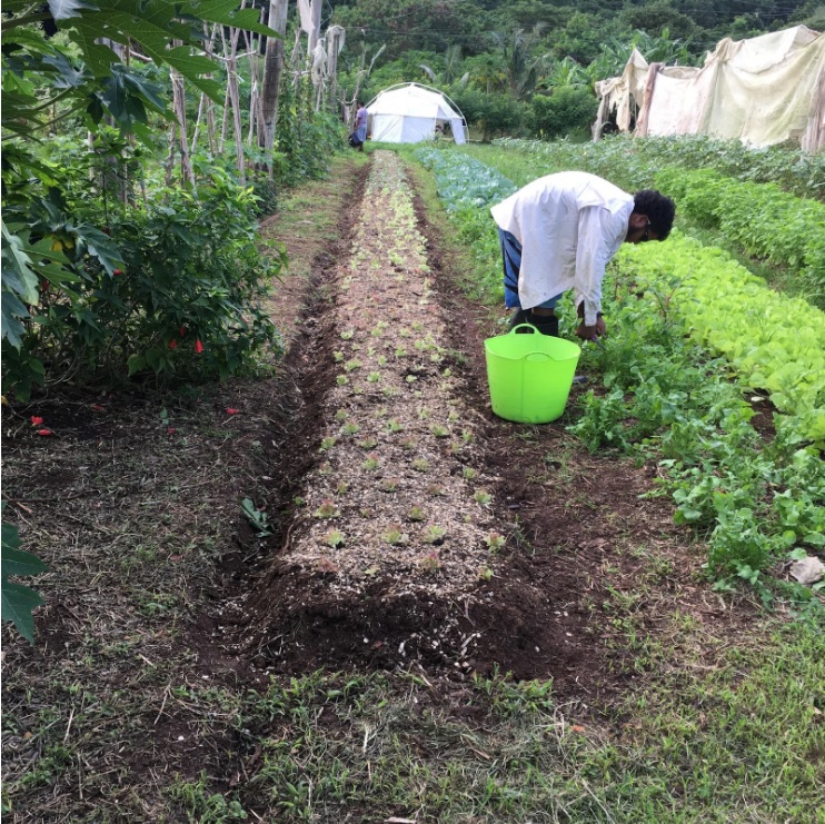 Beds of lettuce and cabbage