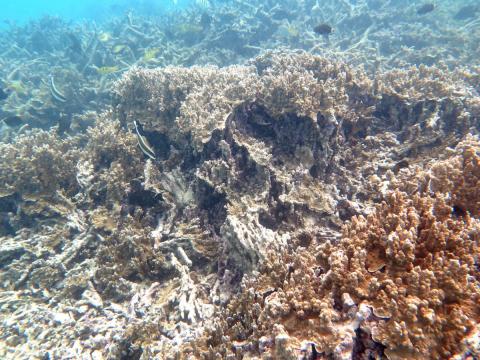 Winston's powerful wave action and surges hit this coral like an underwater earthquake, reducing much of it to rubble. Many of the broken pieces remain alive--we will have to see whether they can survive in this condition.