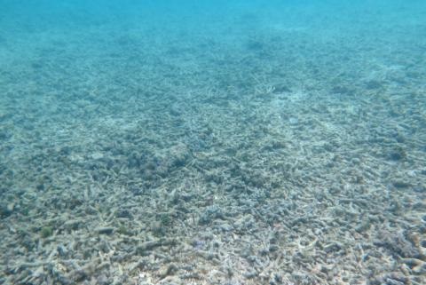 Branching coral reduced to rubble on the Naitauba Reef.