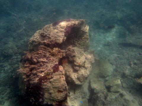 Massive coral formation over 6 feet in diameter toppled over on its side.