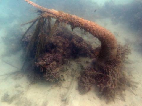 Coconut palm, complete with its root ball, standing on the bottom in 20-foot-deep water.