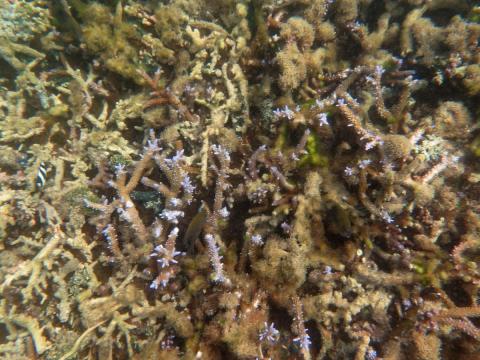 Live coral sprouting new polyps and growing in the midst of a patch of coral rubble left by TC Winston. The new growing tips are brightly-colored due to pigments contained in the new coral tissue.