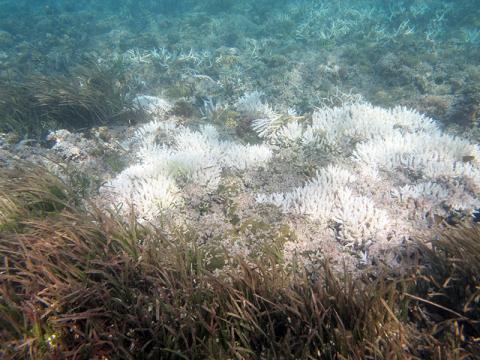 The white color of the coral is bleaching due to El Nino conditions. The patch reefs of Naitauba's inner lagoon show extensive bleaching.