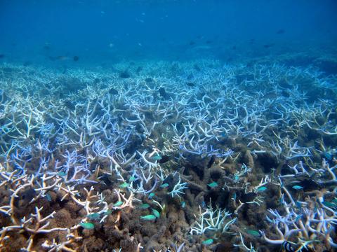 Stark white skeletons of bleached coral inside the reef.