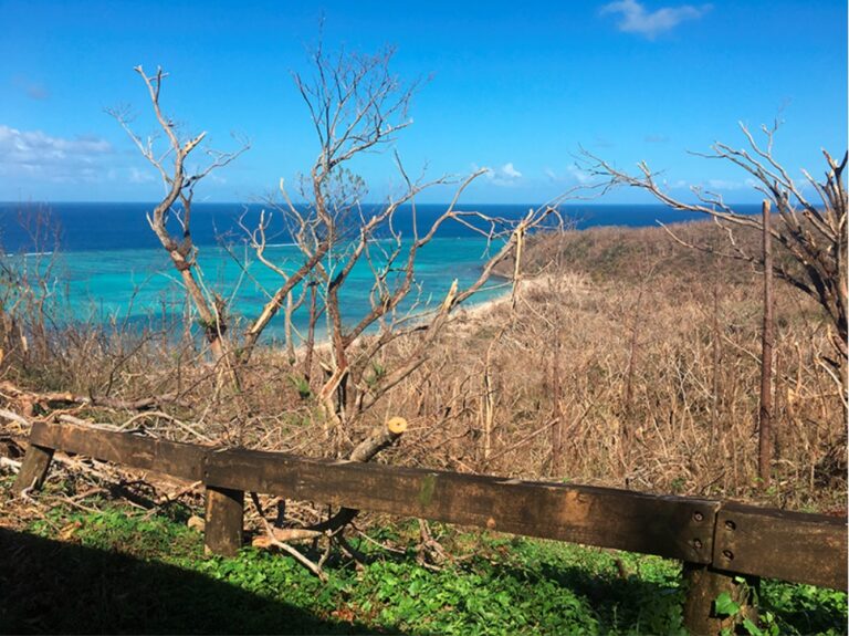 Most of the trees on Naitauba were stripped of leaves and small branches.