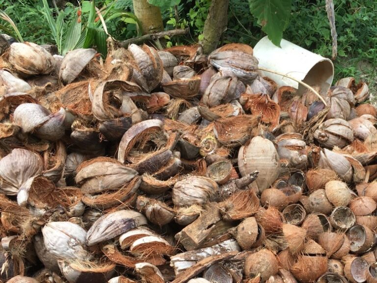 Coconut husks and shells to be used in the biochar fire.