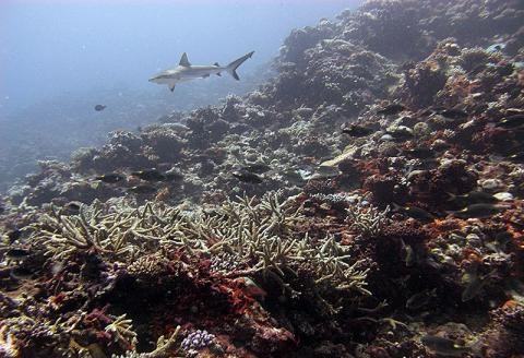 A shark swimming by healthy corals of the outer reef slopes which display no signs of bleaching yet.