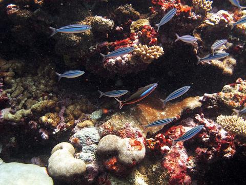 Small fish near healthy corals of the outer reef.