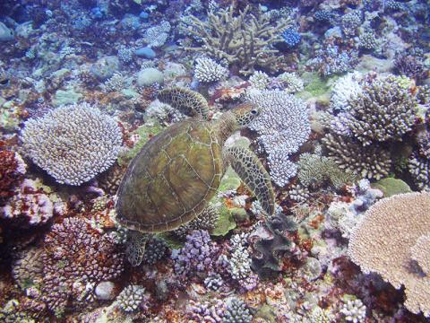 A green turtle swimming over healthy corals of the outer reef.