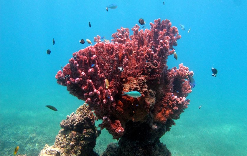 Red coral on Naitauba reef