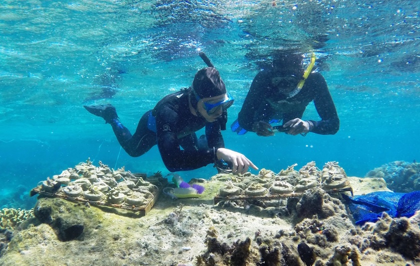 Surveying the Naitauba Reef