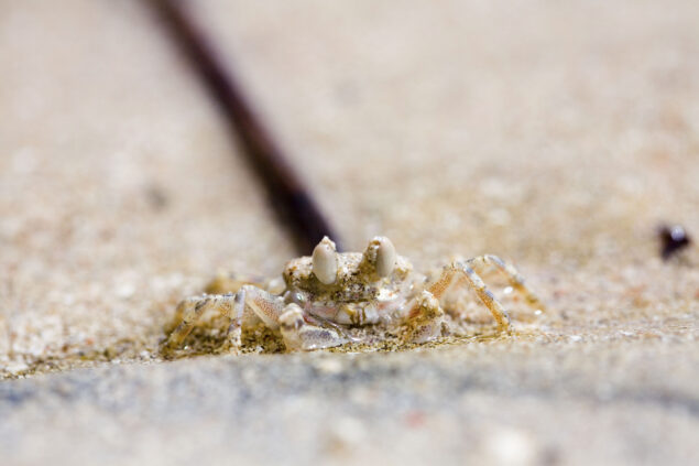 Sand crab