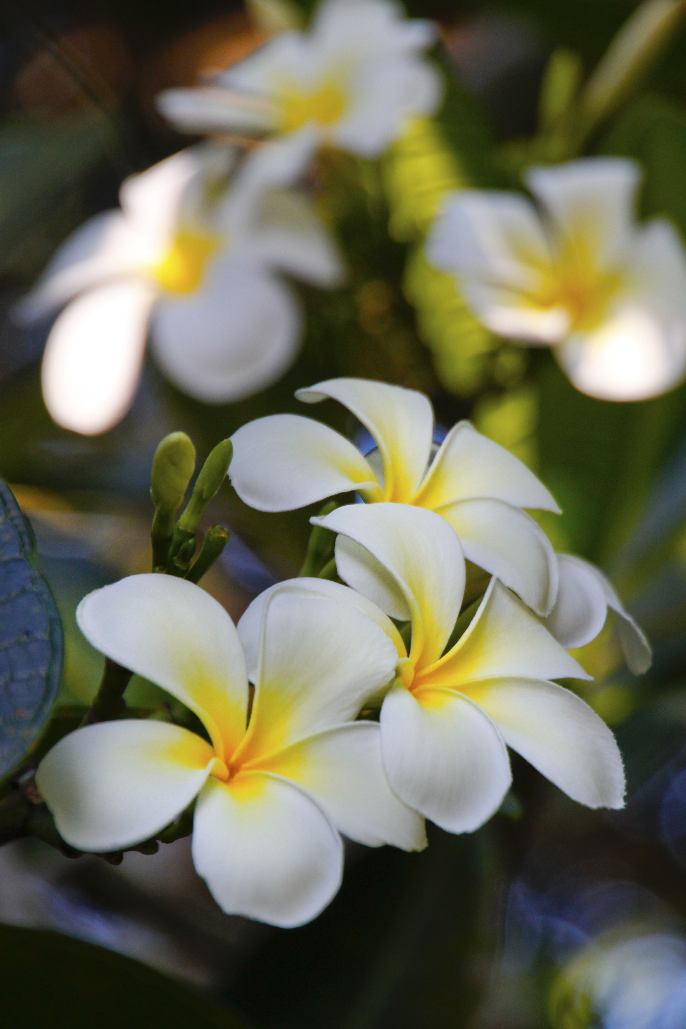 Plumeria (frangipani) flowers