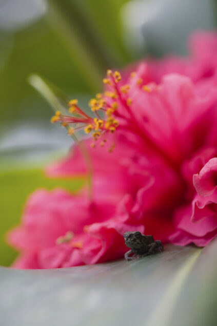 Frog and hibiscus flower