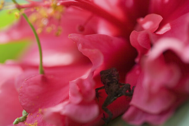 Frog in flower