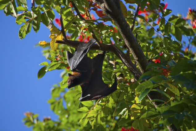 Fruit bat