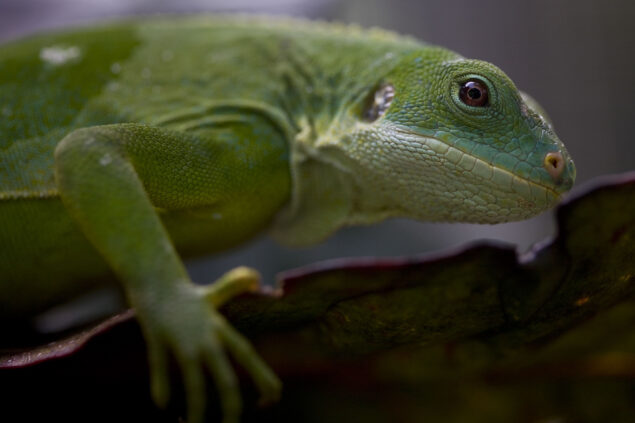 Iguana close up