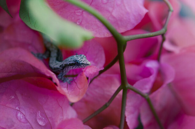 Gecko in flower